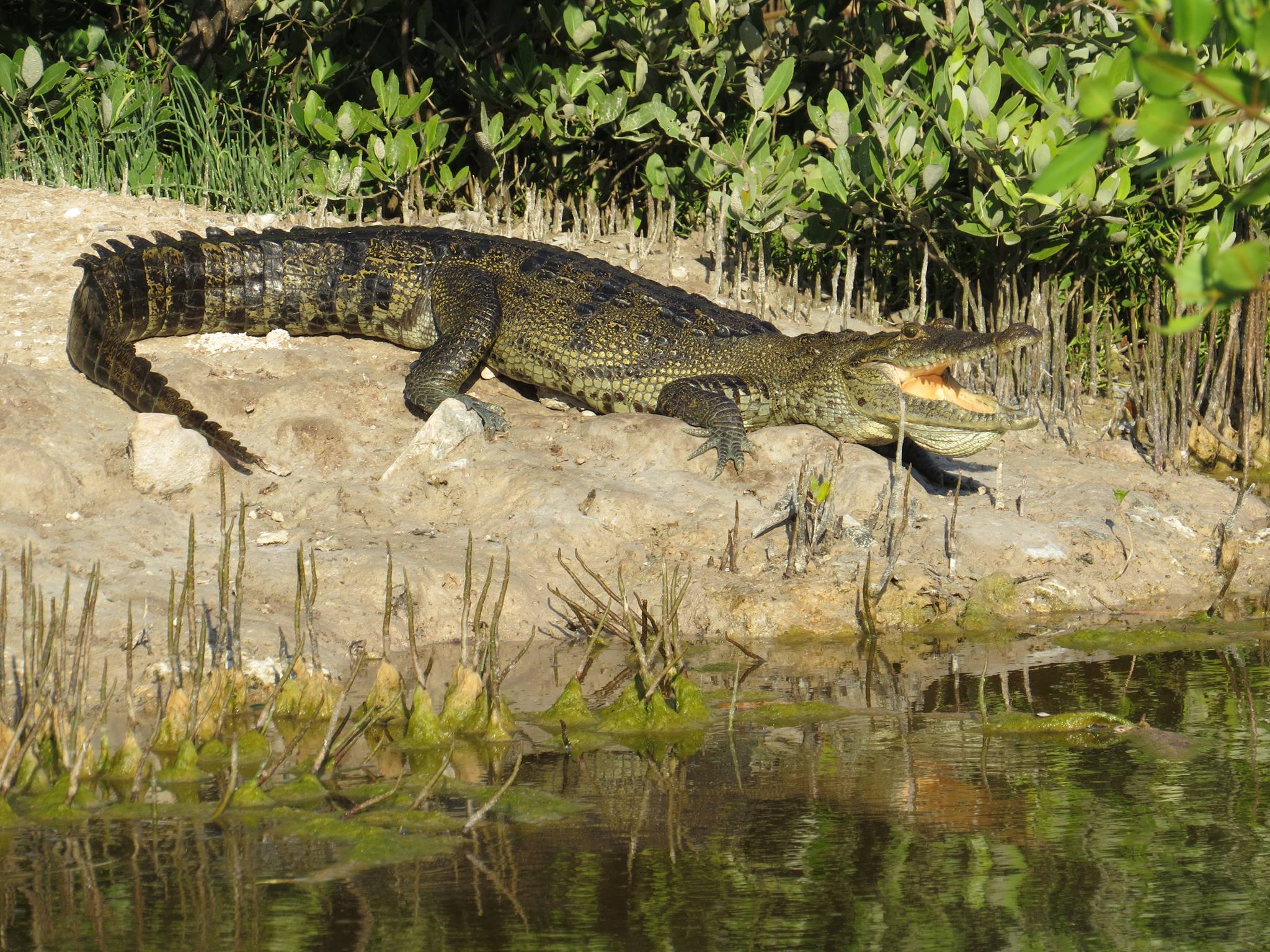 Rio Lagartos Yucatán